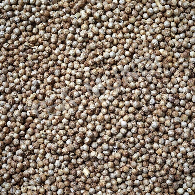 Cilantro semillas